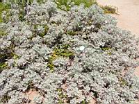 Absinthe - Artemisia absinthium (en Corse) (05) (Photo F. Mrugala)